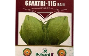 Gayatri – 116 (К.С.Н.Н.-2101)